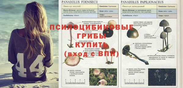 PSILOCYBIN Аркадак