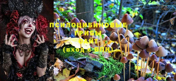 PSILOCYBIN Аркадак